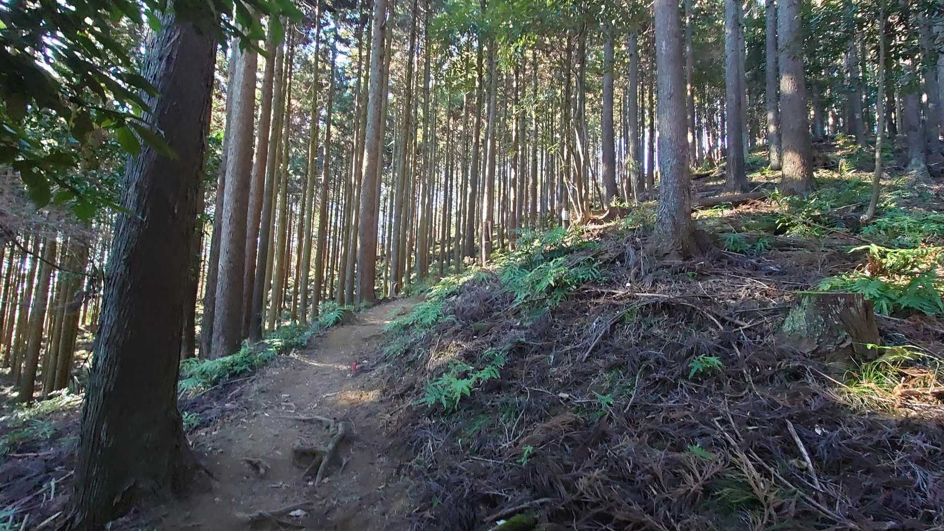鹿さんたちの門を抜けると急に山道になります😆