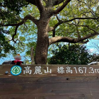 高麗山ですʕ•ᴥ•ʔ