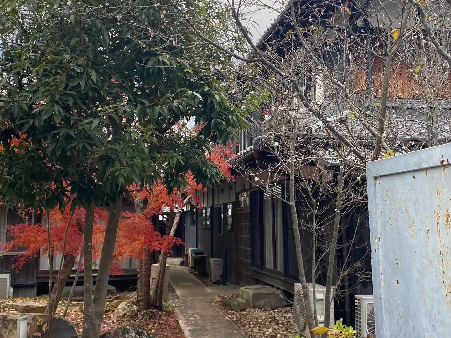 あらあら😲
赤い紅葉🍁と梅の花のコラボです👍