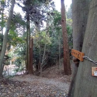 金魚の池は…スルー