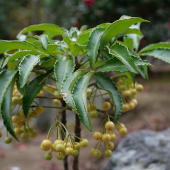 これは？ふーあーゆー？