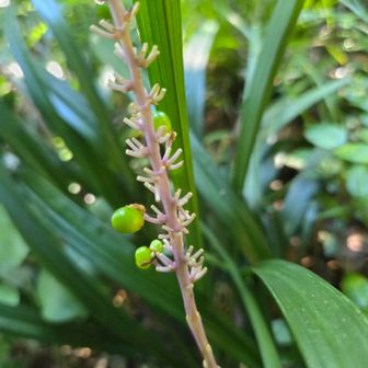 ヤブランは花が終わり、緑の実がつき始めてる😊