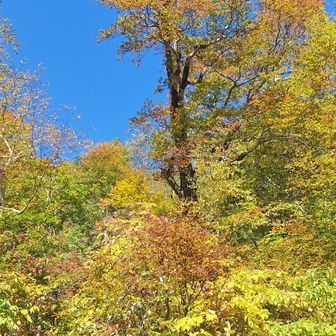 進んでいます🍁