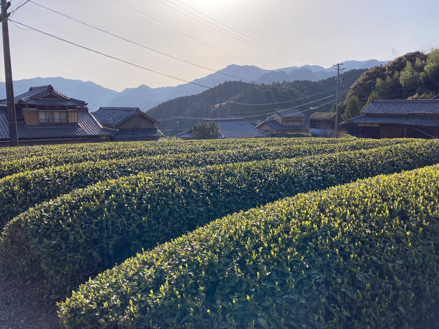 茶畑に夕方の光が当たると綺麗です😍