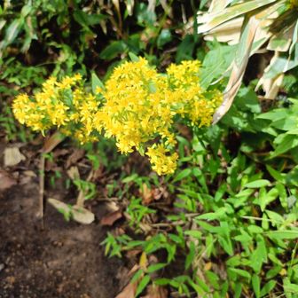 アキノキリンソウ💛