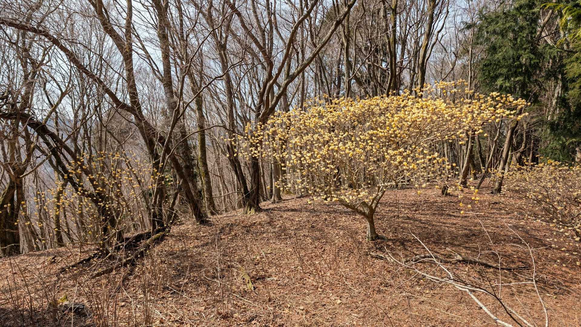 浅瀬入口バス停-ミツバ岳登山口-大出山-権現山-菩薩山-尾 周回コースの写真