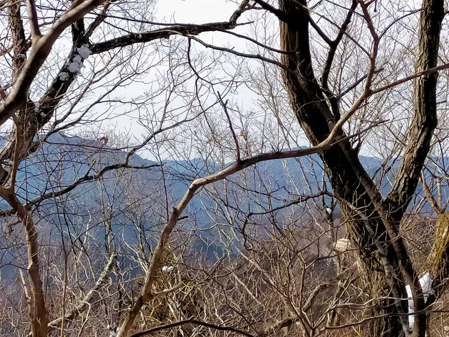 御園富士の写真