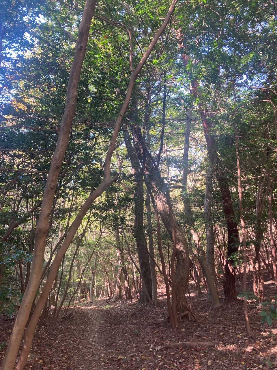桐谷坂峠-向山-須衛山 往復コースの写真