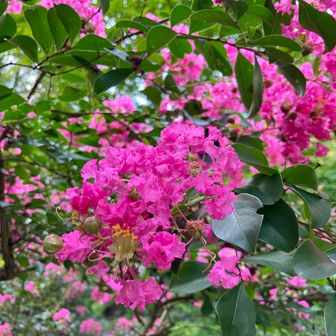 サルスベリの花