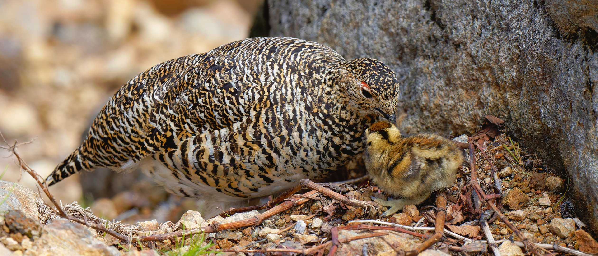 こどもがいます！