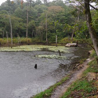 横池（雌池）