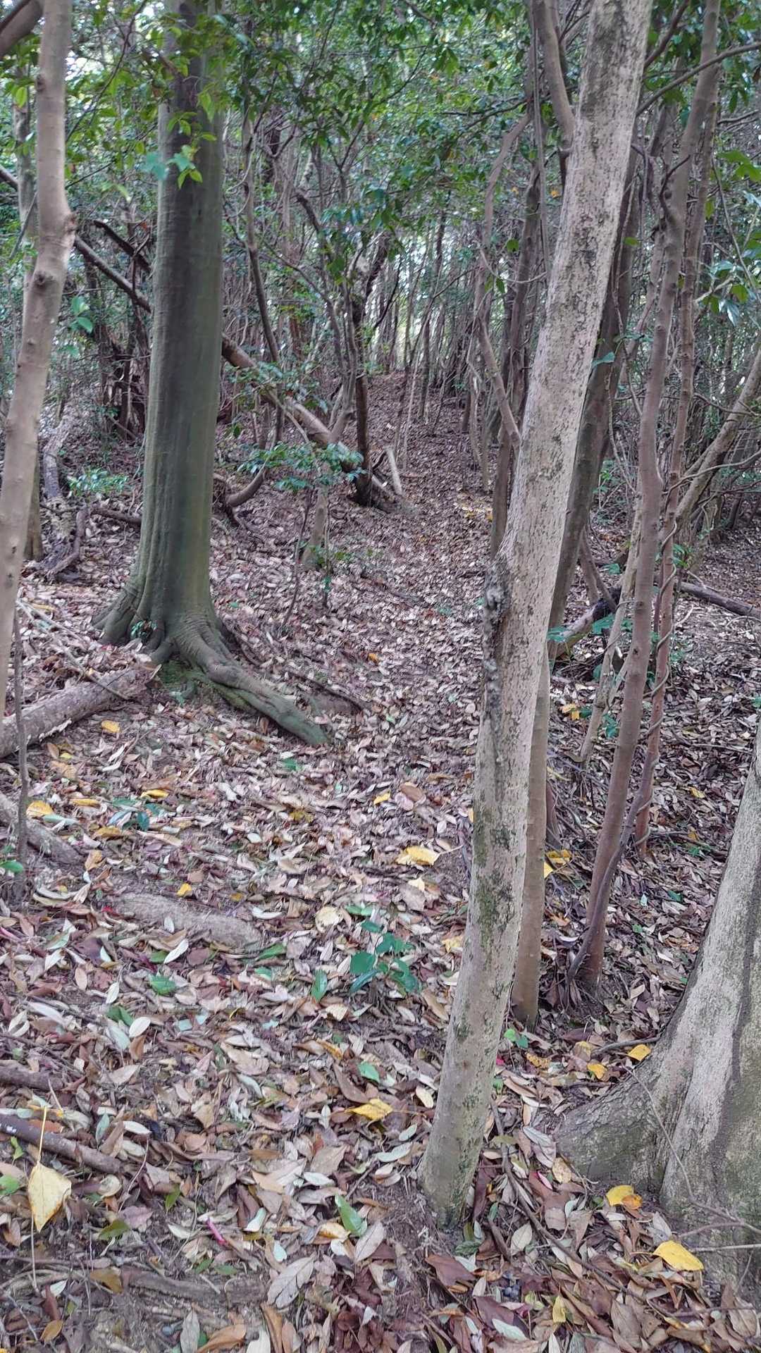 岩場から上は結構分かりにくい道でした、あと帰りするのが苦になりそうです。やっと道路へ。