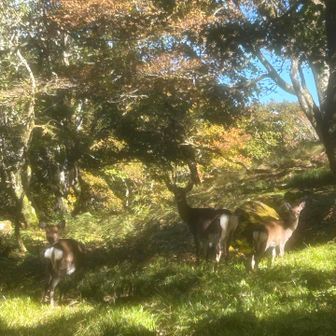 🦌めっちゃ見てる