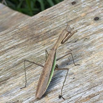 食事のカマキリに遭遇。足元にバラバラになったハチ🐝が