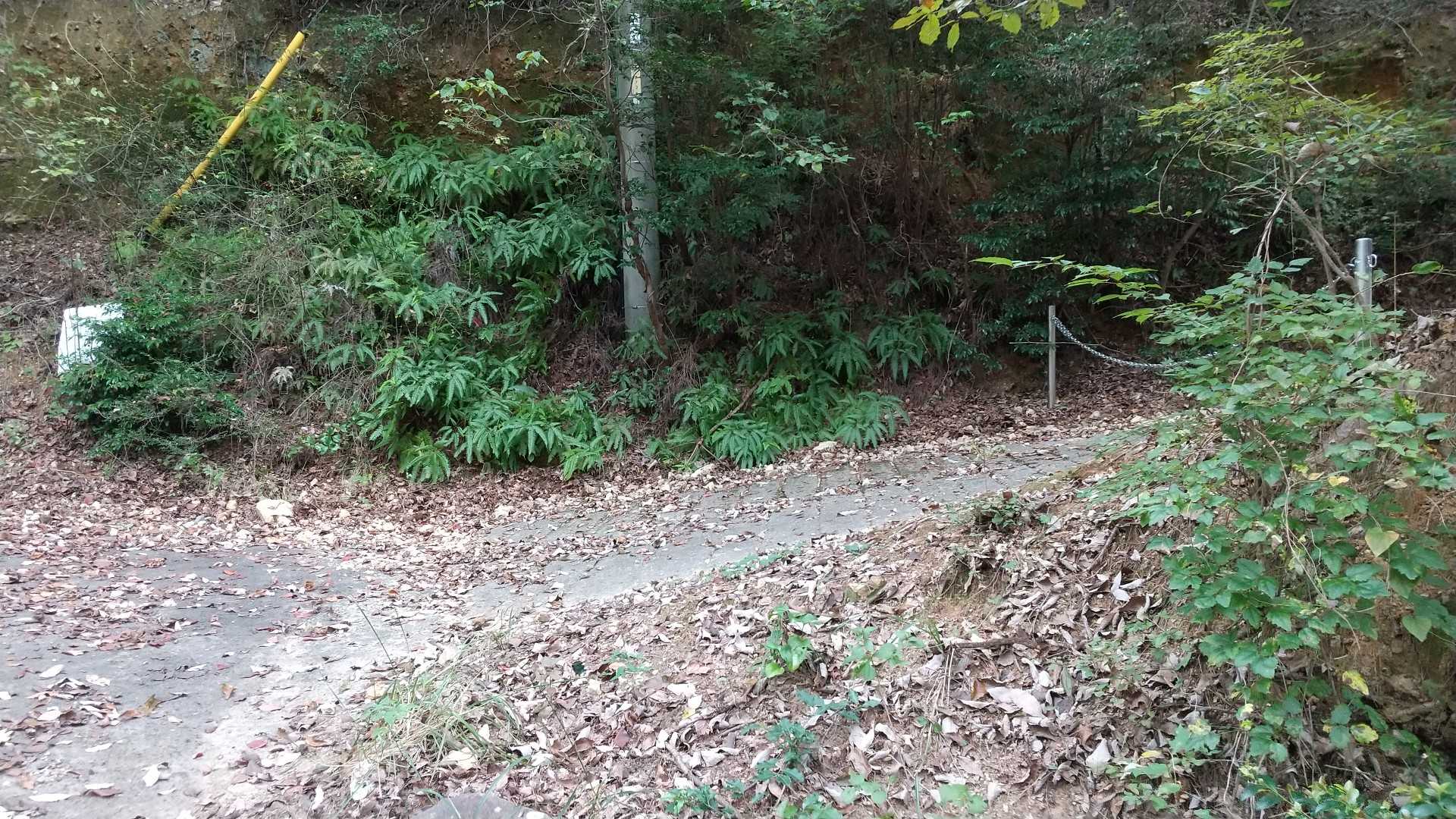 脇道がありました
どこかに続いてるのかな