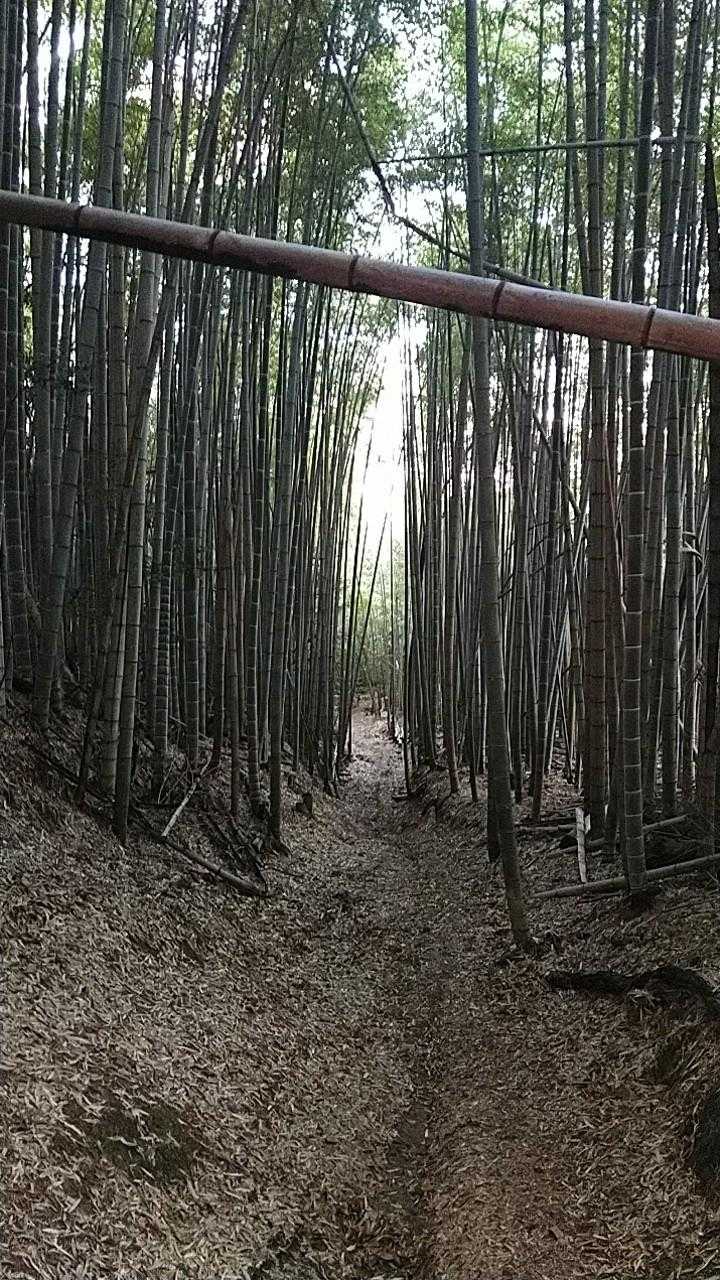 竹の道