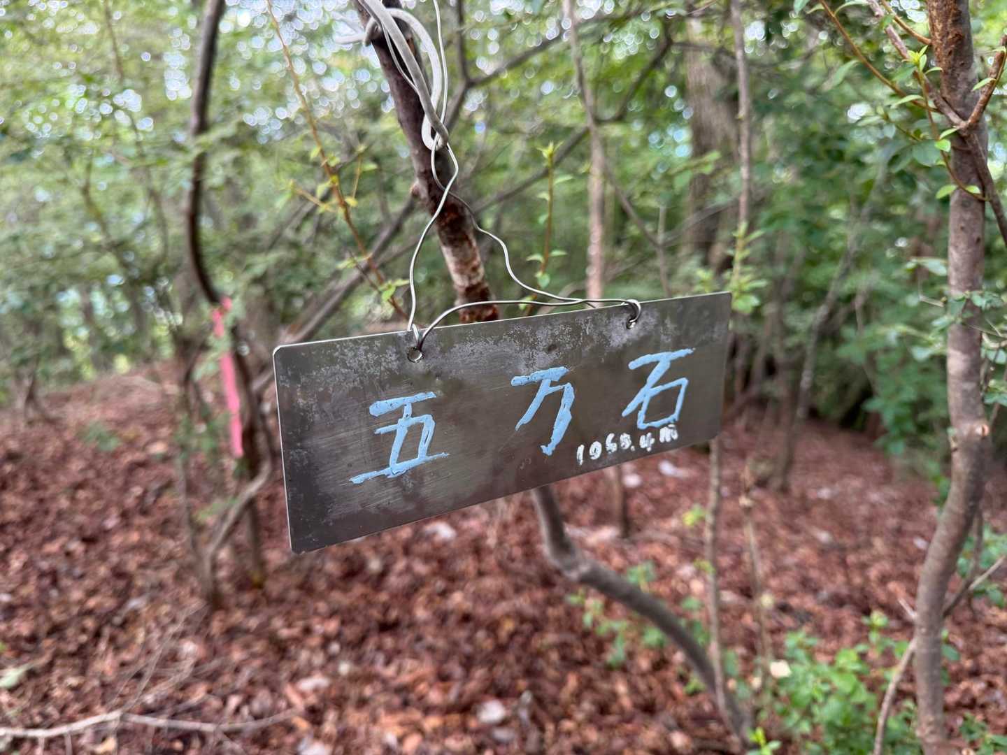 今日イチなだらかな山道を歩いて五万石
…ただ…行く価値は…
今日唯一の展望無し山頂でした