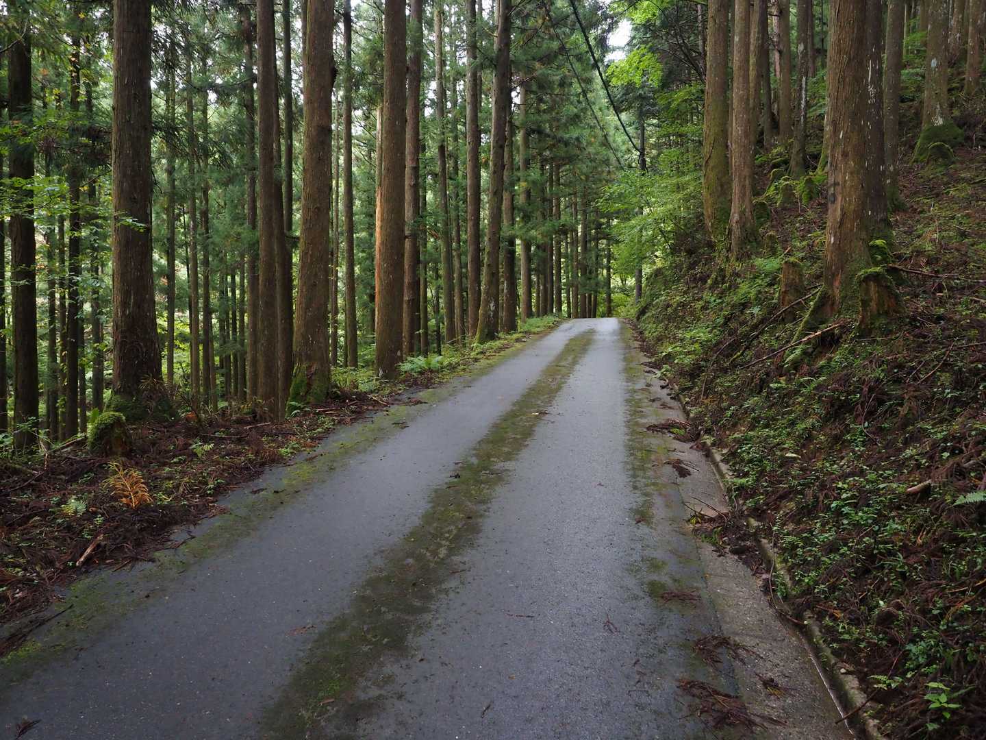 レンゲ辻登山口に向かう林道。