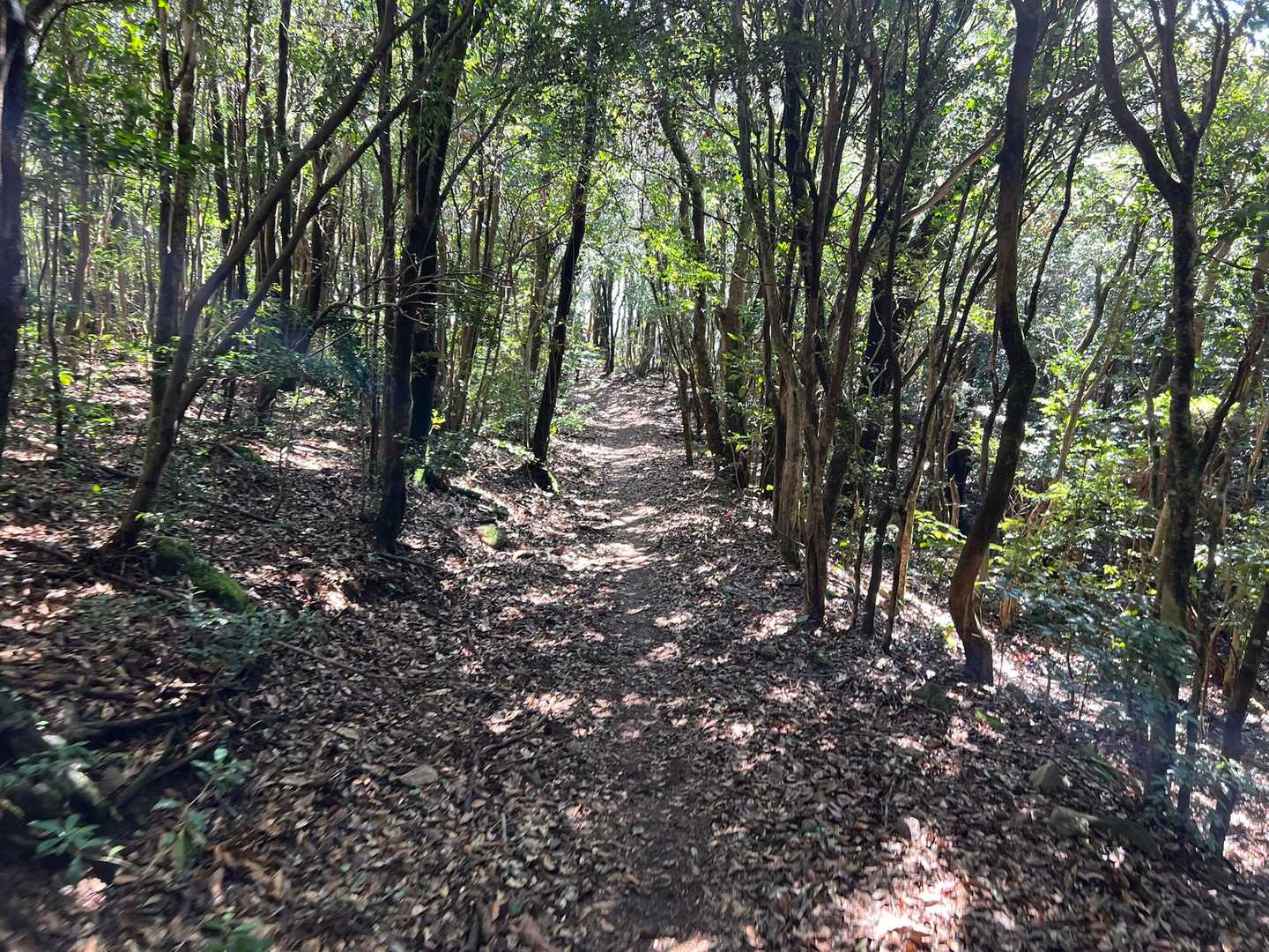 郡岳からは稜線区間🏃‍♂️💨
風を切って気持ち良い🥴