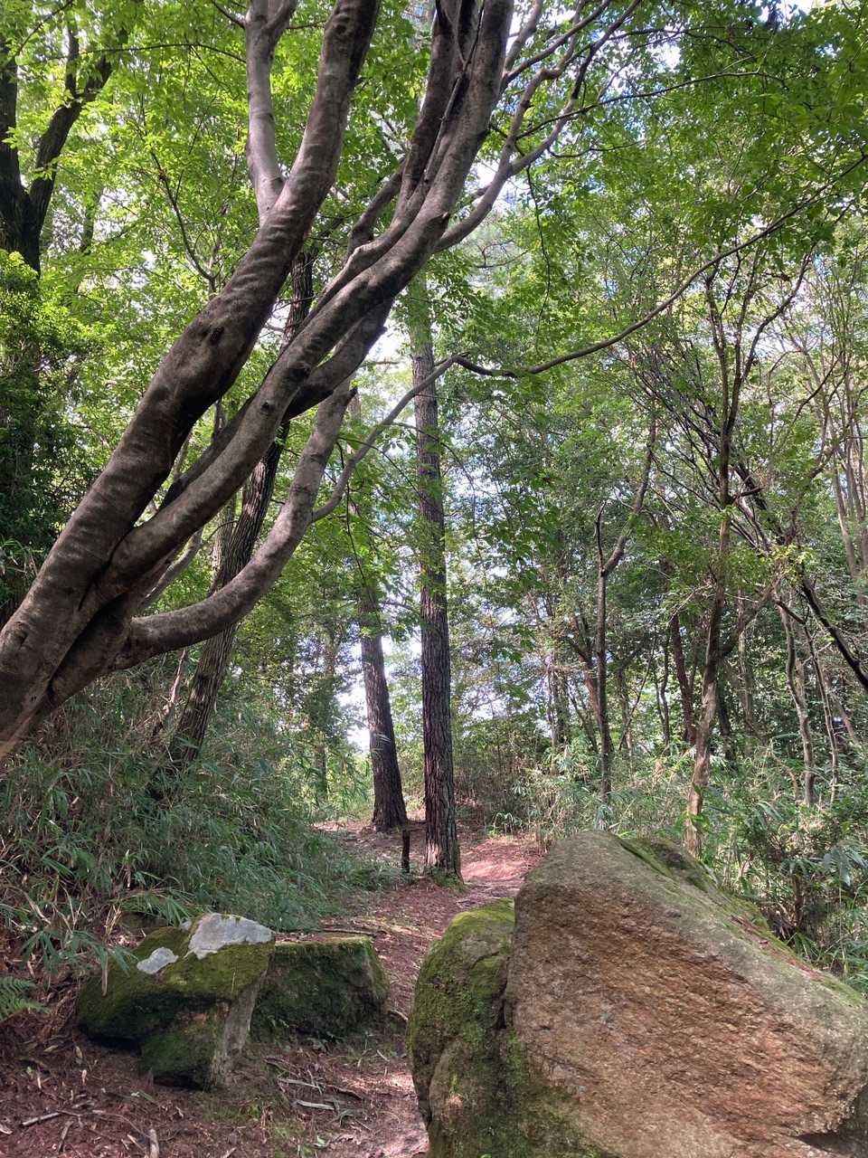 饒速日山 往復コースの写真