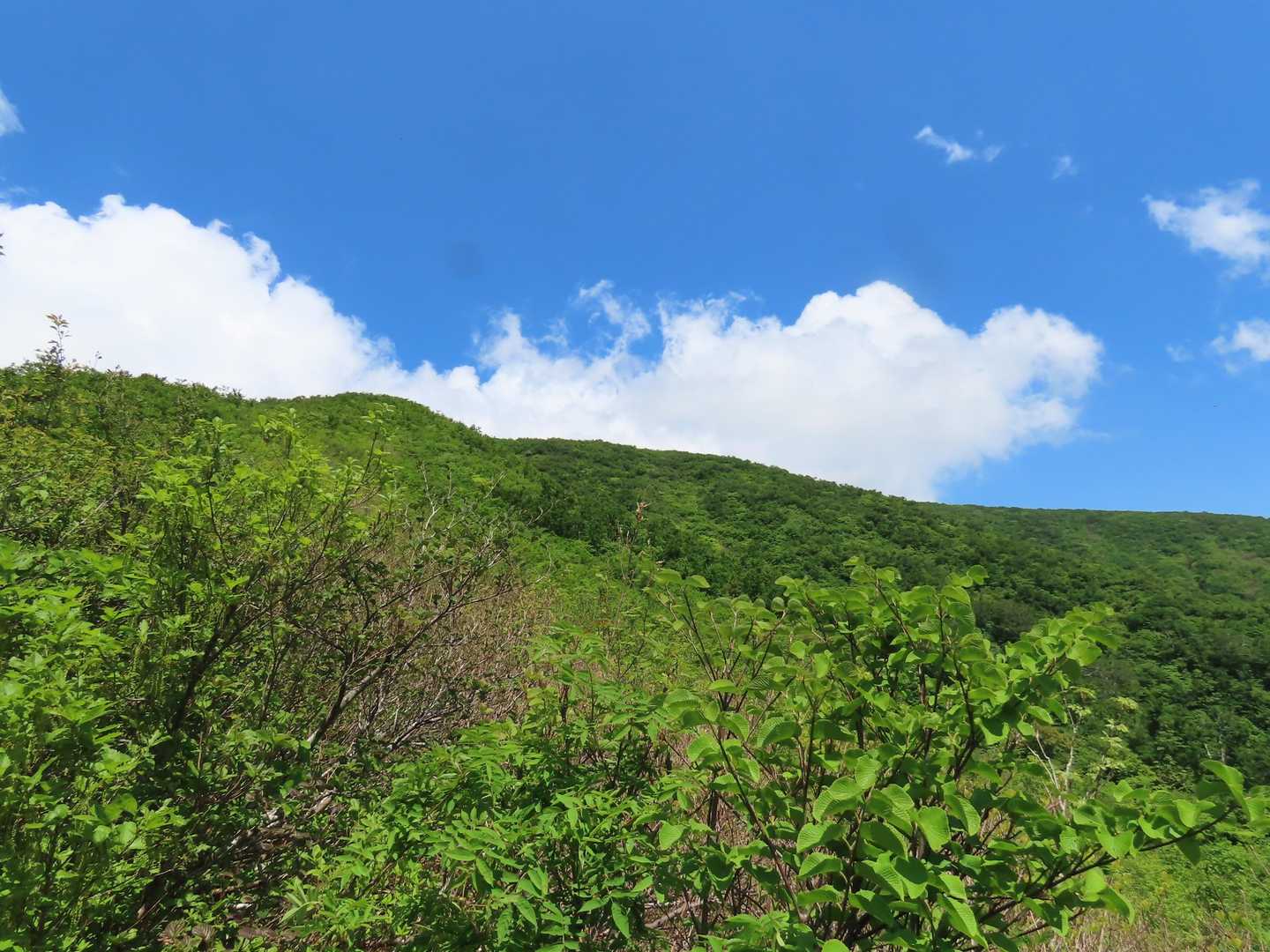 たまに視界が開ける場所を通過しますが、基本的には樹林帯の下り坂が続きます。