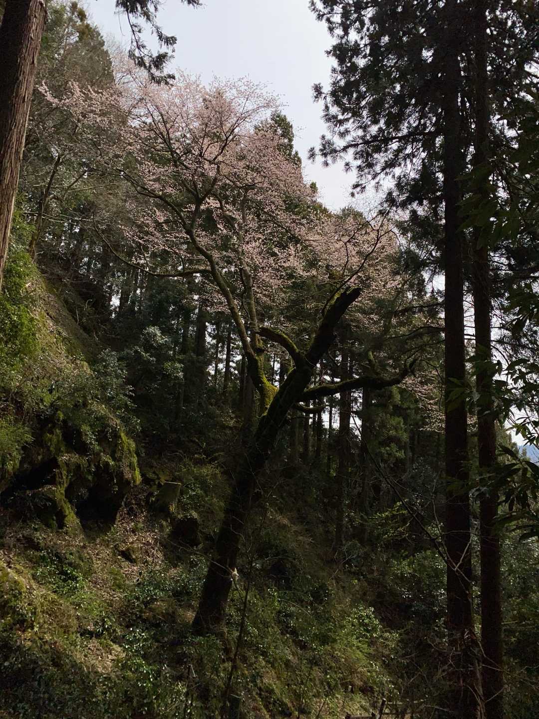 薄墨桜と孫桜はヒガン桜だそうです。
ソメイヨシノより早いんだね。