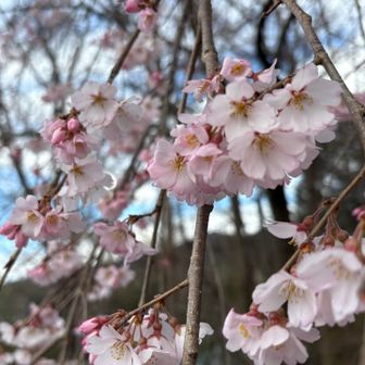 桜はスマホの方が綺麗かも