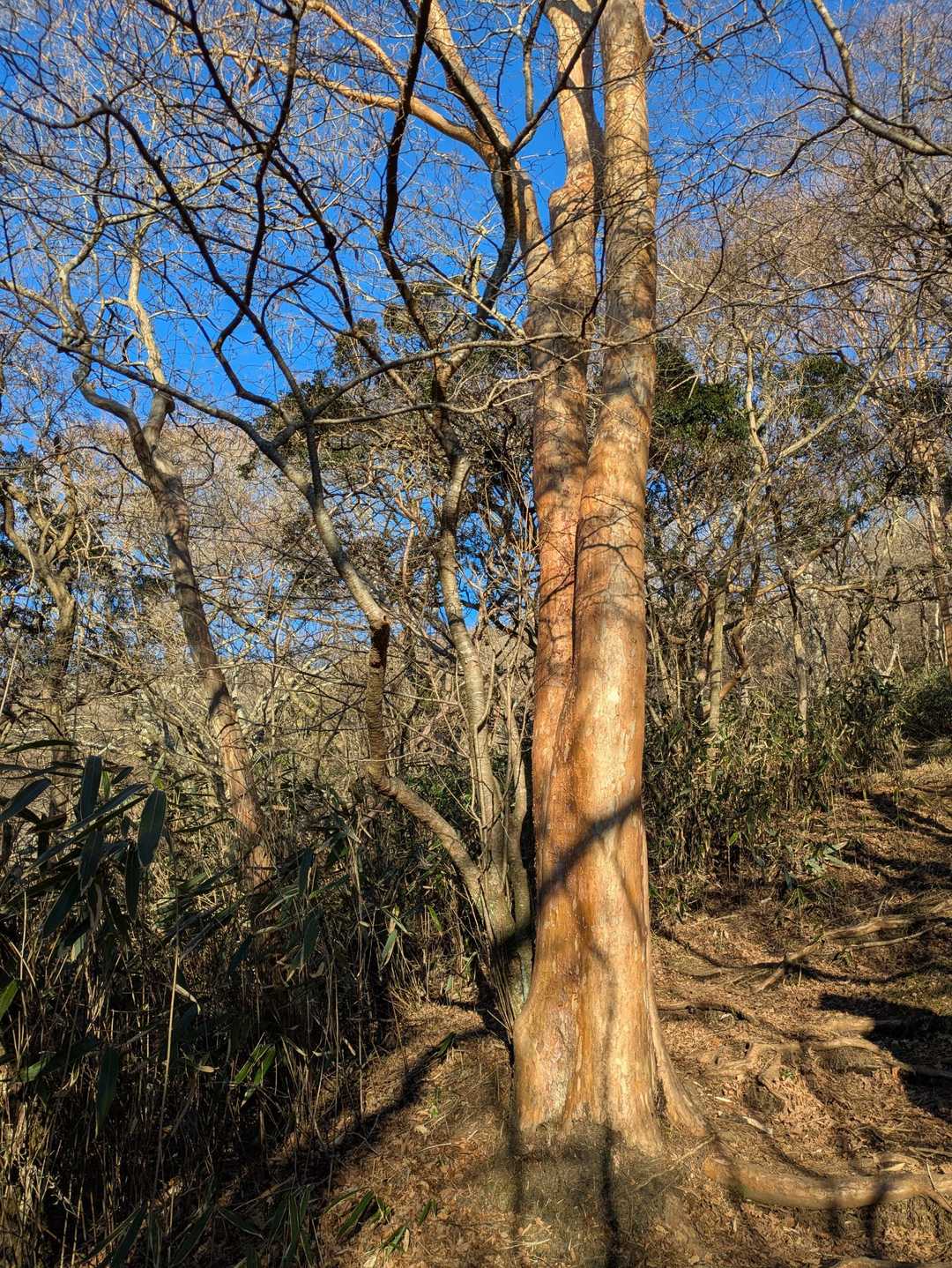 ヒメシャラとブナとアセビの道でした🌳