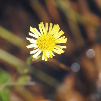 オゼミズギク
こないだ上三依水生植物園で売ってた奴だ