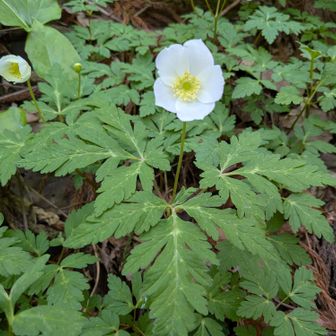 花は咲く🎶　イチリンソウ💮