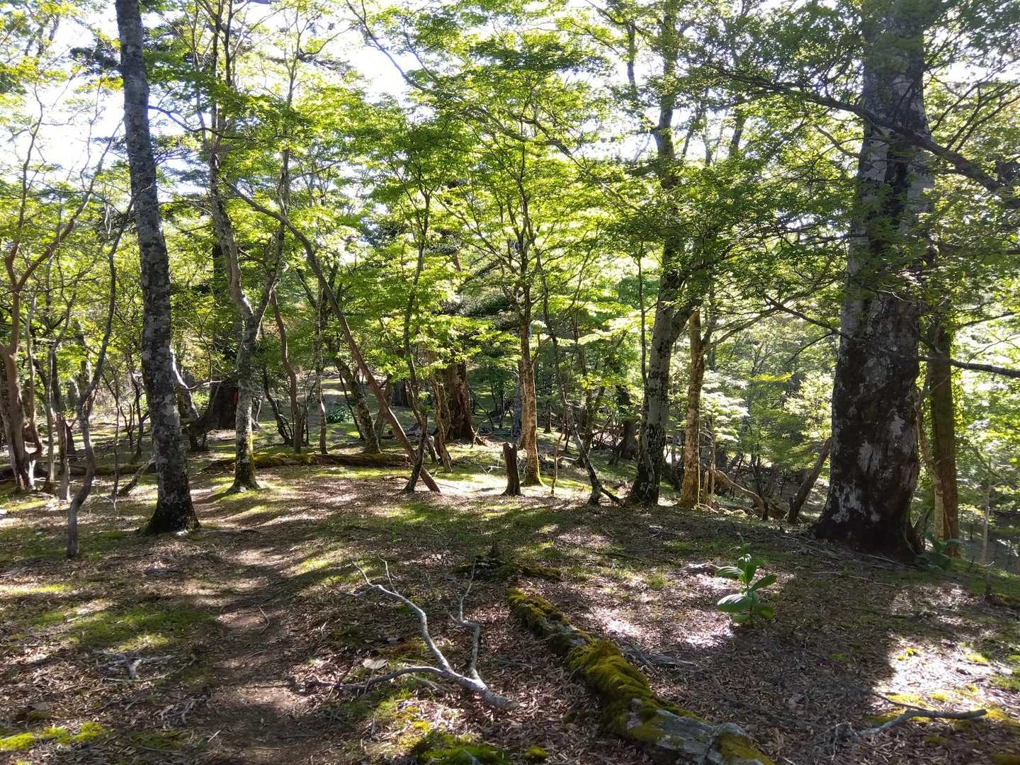 国見岳へ向けて、ひたすら気持ちがいい尾根歩きです。