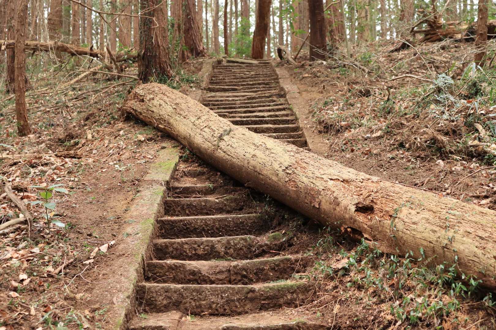 掘り起こされたばかりでまだ土の匂いがする気がします