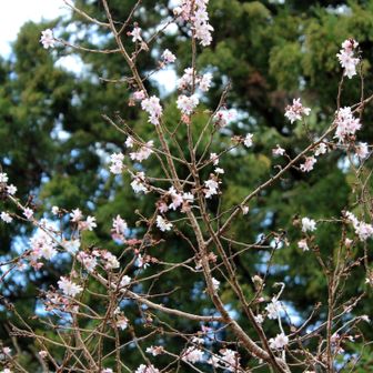最後に桜の花が！！