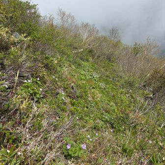 北海道のお兄さんに日本で1番のシラネアオイの山はダテモンベツだと教えてもらう