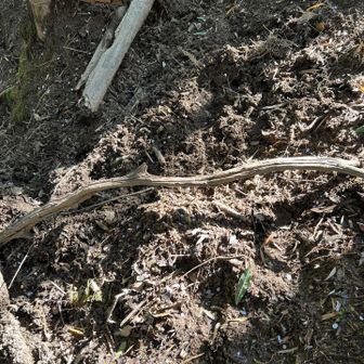 おいおい💦イノちゃん 耕しまくってるじゃん