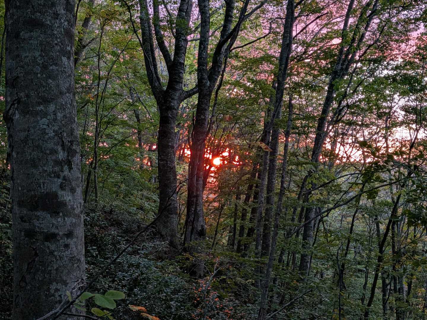 つぶ沼登山口-焼石岳 往復コースの写真