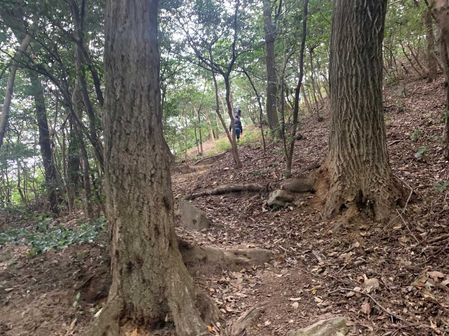 己斐峠-柚木城山-見越山-鬼ヶ城山-鈴ヶ峰-鈴ヶ峰-鈴ヶ峰 縦走コースの写真