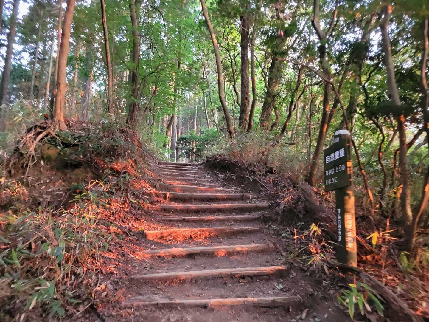 朝陽に照されて綺麗🌄