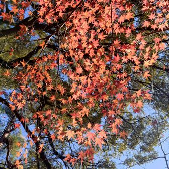 キラキラと赤モミジ🍁