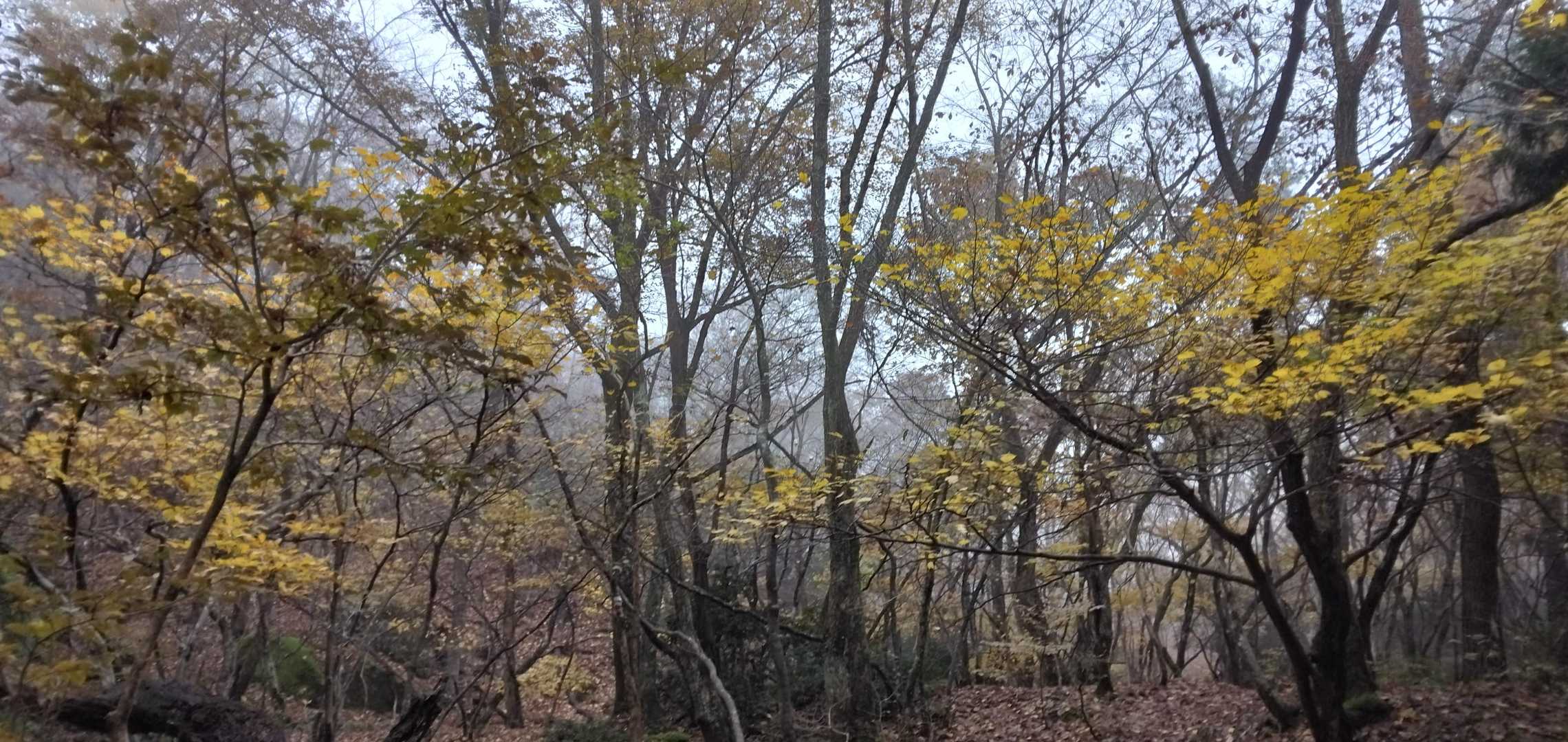 日本コバ-衣掛山 周回コースの写真