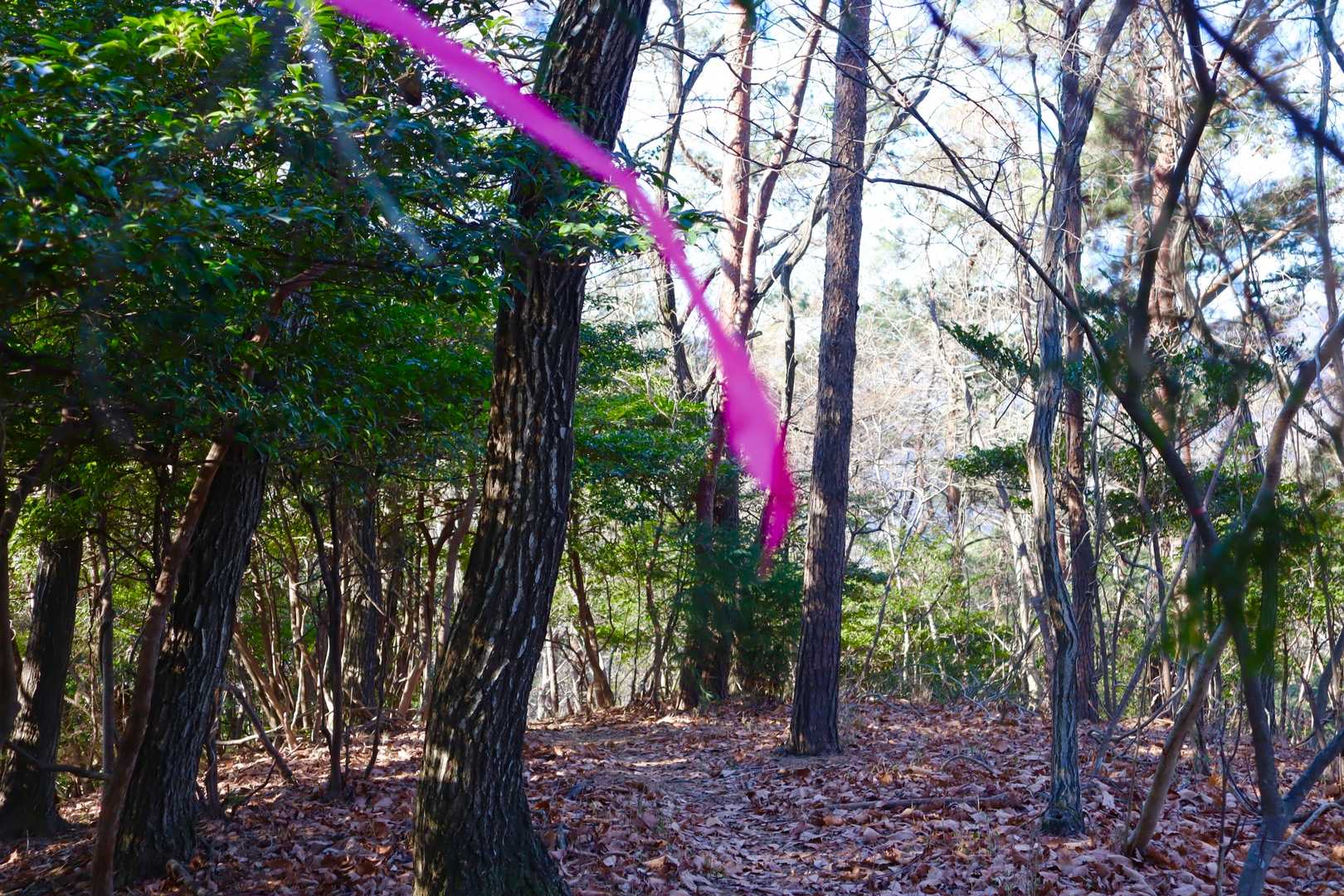 リボンを頼りに🎀