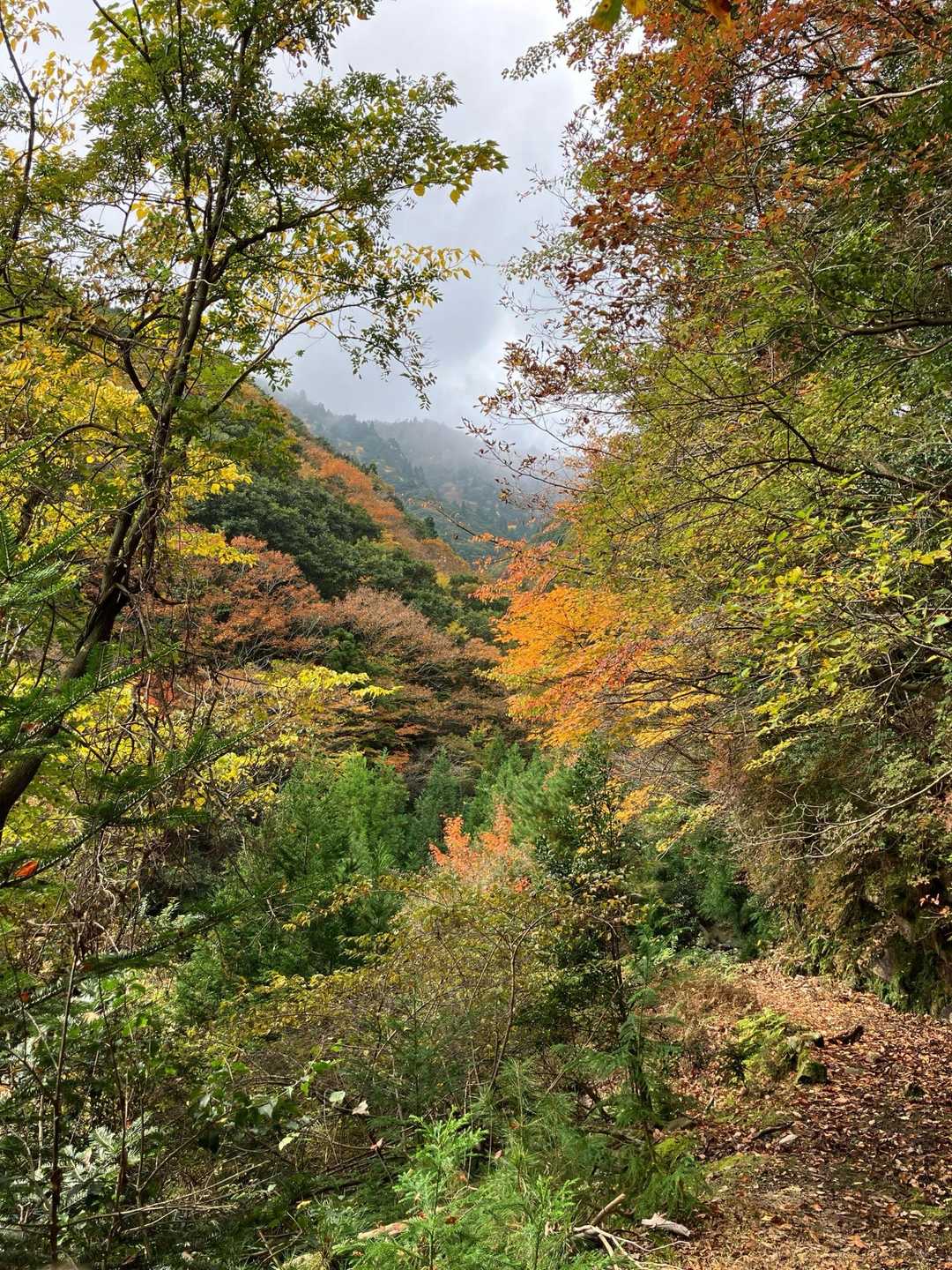 三池岳登山口-三池岳-八風峠 周回コースの写真