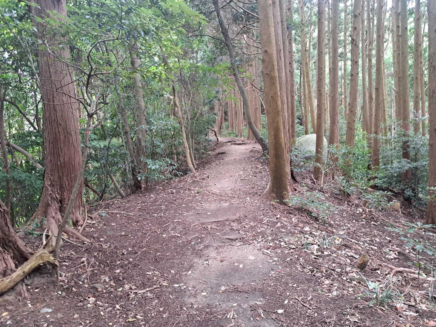 途中何ヵ所か平坦な道あり