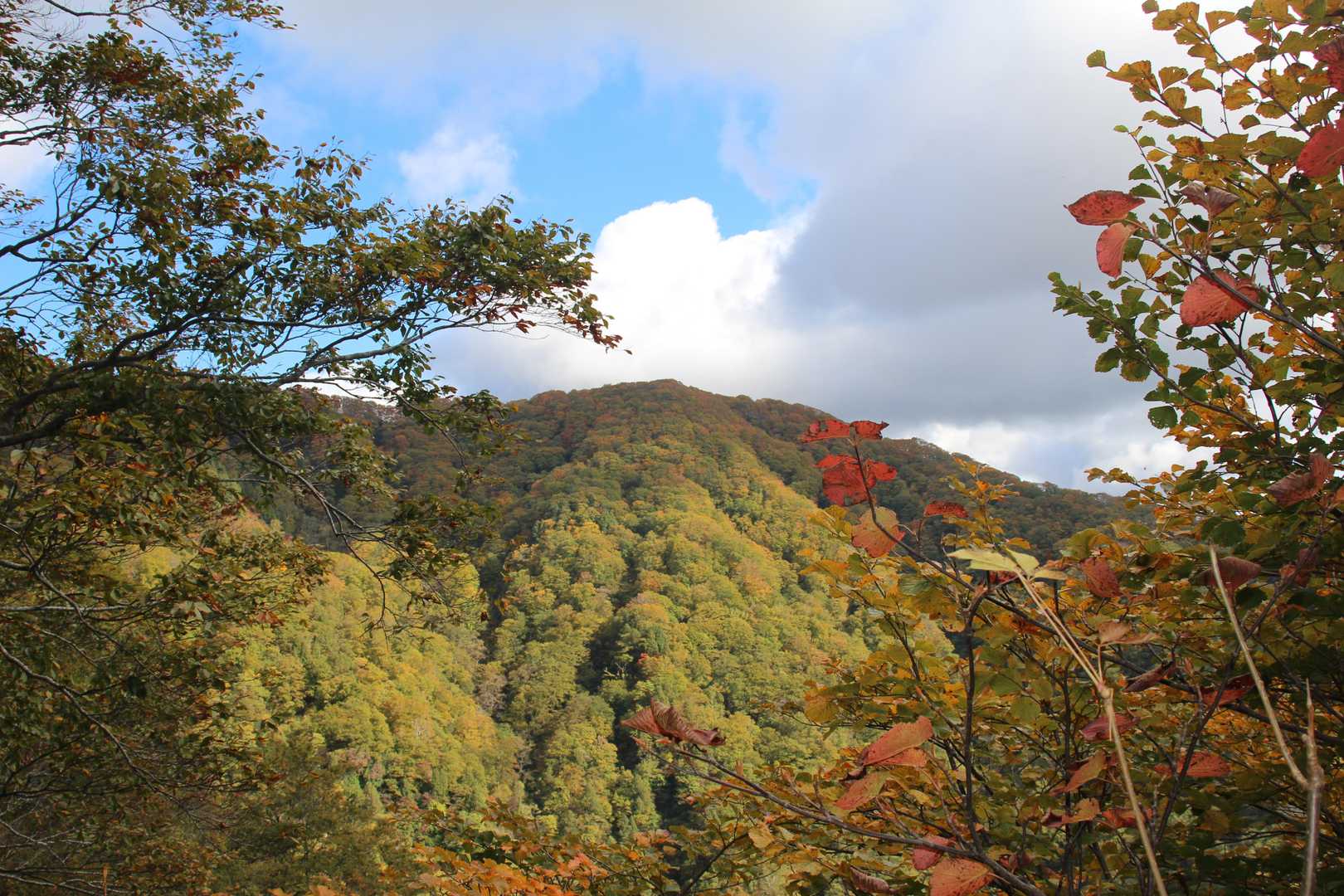 結構登ってきましたがまだ周りは緑です