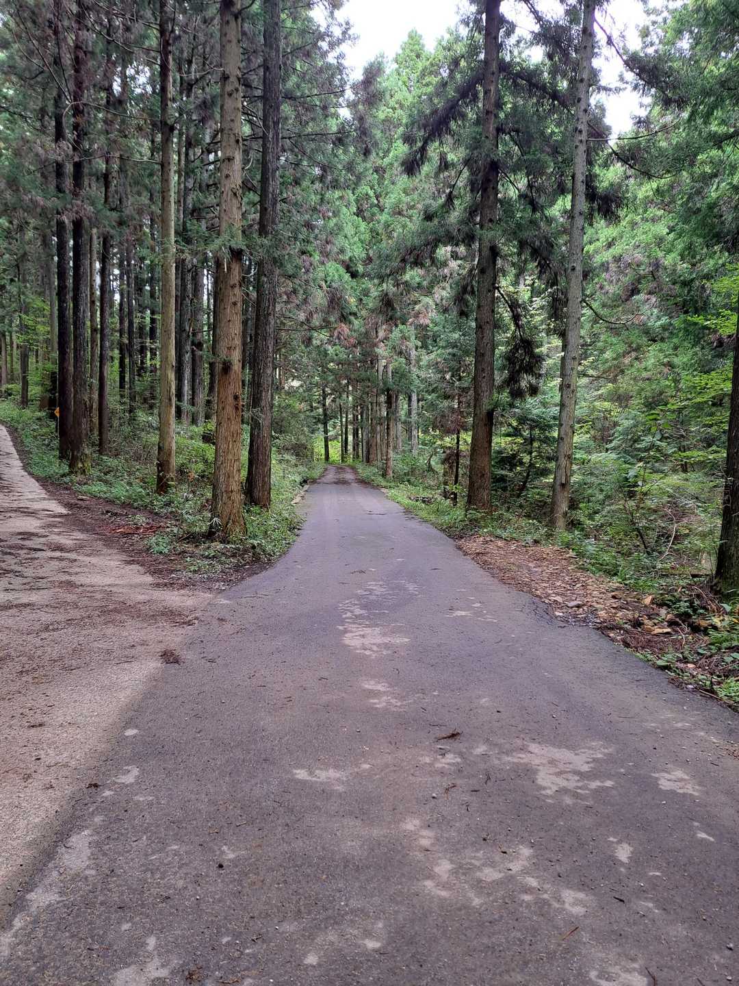 宇都宮市森林公園駐車場登山口-長倉山-鞍掛山-シゲト山-猪 周回コースの写真