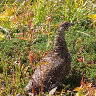 福井鉄人会山岳部