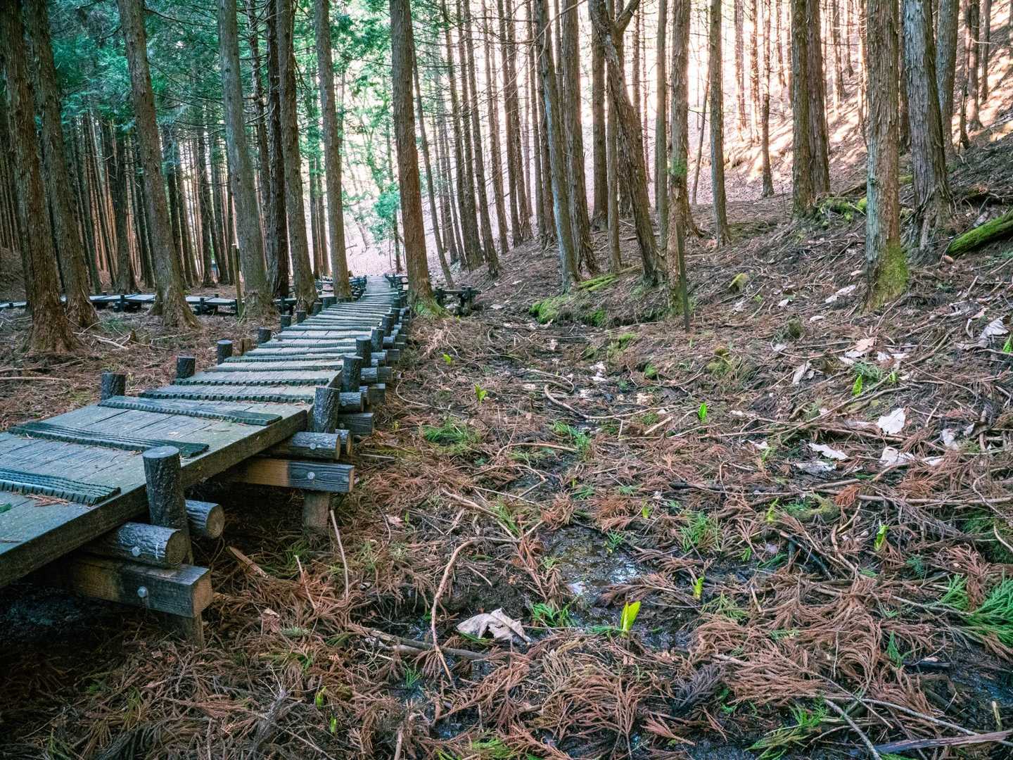 小倉山-上条山-上条峠 周回コースの写真
