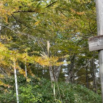 林道まで降りて来ました
朝通り過ぎた夫婦山登山口