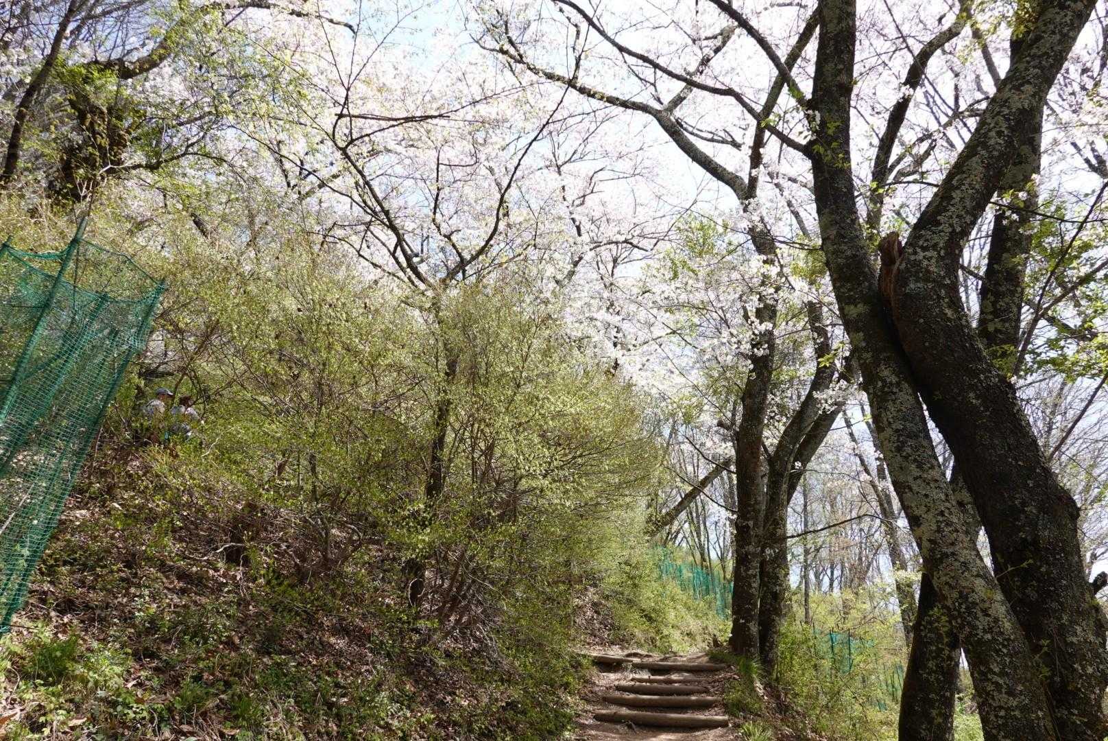 ドウダンツツジと桜