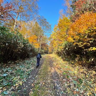 登山口まで30分弱歩き
そこからすでに紅葉ロード🍁
